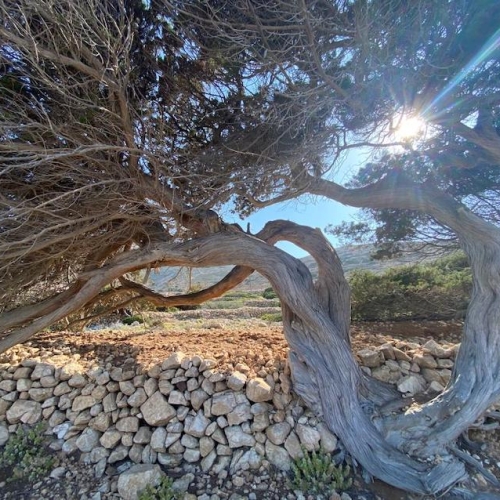 Blue Bliss Happiness Retreat at Phisis Donoussa island Cedar Tree
